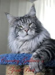 pin on maine coon