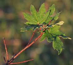 Image result for bigtooth maple