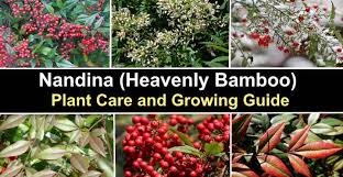Check spelling or type a new query. Nandina Heavenly Bamboo Shrub Care And Plant Growing Guide