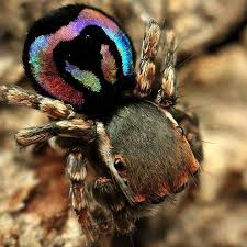 Not a peacock spider, but a very interesting jumping spider nonetheless and one that i discovered, so it deserves a place here. Peacock Spider In 2020 Cool Insects Spider Jumping Spider