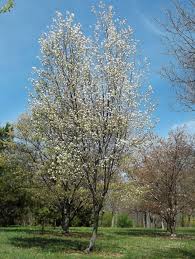 Image result for Amelanchier laevis