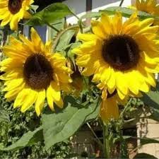 Jual bunga matahari kualitas bunga segar. Jual Pohon Bunga Matahari Bibit Tanaman Bunga Matahari Kab Bogor Jasataman23 Tokopedia