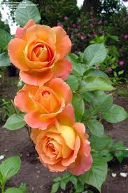 Our bold bouquet of orange california tea roses is bursting with delicate, petite blooms. Pin On Wedding