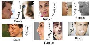 Pin By Monika Lockridge On Refs Nose Types Nose Shapes Shape Chart