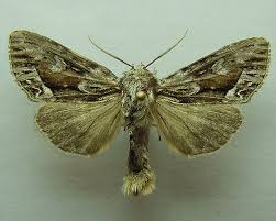 Image result for Hyppa rectilinea