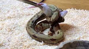 Baby Boa Feeding