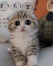 Pin By Lisa Brookes On Cats Beautiful Cats Cute Cats Kittens Cute Cats Sevimli Hayvan Yavrulari Sevimli Kedi Yavrulari Kedi