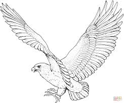 Hawks Coloring Pages Free Coloring Pages Bird Coloring Pages Hawk Pictures Eagle Drawing