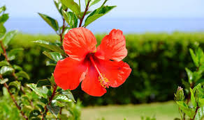 Flowers on hibiscus plants only last for one to three days. Alan Titchmarsh S Tips On Growing Hibiscus Express Co Uk