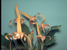 Image result for Rhabdophyllum