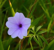 Image result for Ipomoea pes-tigridis
