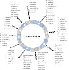 Image result for Salacia leptoclada