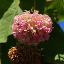 Image result for Dombeya lastii