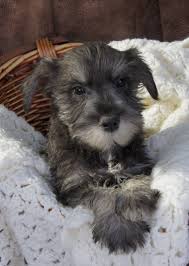 Black And White Schnauzer For Sale Salt Amd Pepper Miniature Schnauzer Puppies For Sale Schnauzer Puppy Miniature Schnauzer Puppies Miniature Schnauzer Black