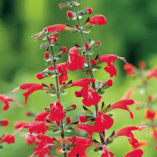 More likely to be the older pink s. Summer Jewel Red Salvia Seeds Park Seed