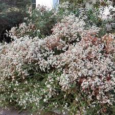 Check spelling or type a new query. Five Natives For Slope Retention In Southern California Finegardening