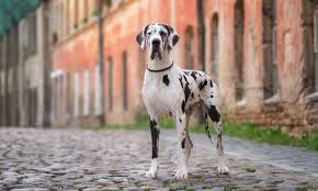 Best foods for great dane comparison. Great Dane Dog Breed Bechewy