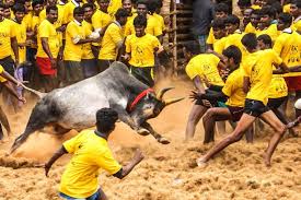 During some investigations, panicked bulls were seen fleeing onto village. Animals Welfare Board Issues Guidelines For Conduct Of Jallikattu