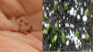 This article will explain how fast cacti grow and how large they get. How To Grow Cacti From Seed How To Grow Cactus Succulent Seeds Succulents