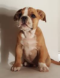 See our available english bulldog puppies for sale & adopt your own today! English Bulldog Puppies For Sale Linden Va 336014