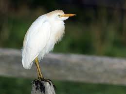 Cattle Egret Breeding Adult Tortoise As Pets Cattle Birds