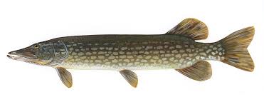 northern pike wikipedia