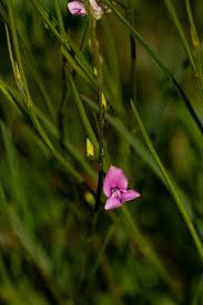 Image result for Rhynchotropis