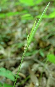 Image result for Scleria mikawana