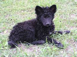 The croatian sheepdog is of low to medium height and the base color is always black, although there may be very small patches of white on its chest and/or toes. Croatian Shepherd Puppy