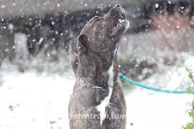 Cane corsos may not be as big as their neapolitan mastiff cousins, but they are cane corso temperament. Enzo Cane Corso Mischling Im Tierheim Pfotenteam Com