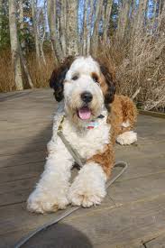 Bernedoodle Black And White Doodle Dog Sadie 15 Months 91 Lbs Bernedoodle Bernedoodle Cute Dogs Beautiful Dogs