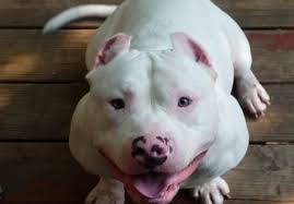 The dog is square and powerful with a blocky head prominent cheeks and jaw and taut muscular body. White Pitbull 5 Reasons Why Everyone Love This Dog Breed American Bully Daily