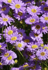 Image result for Brachycome