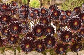 The compact rosettes are similar to echeveria. Aeonium Arboreum Atropurpureum