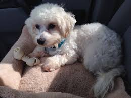 Maltese Bichon Mix Cutie Bichon Bichon Frise Animals
