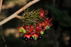 Image result for Ochna natalitia
