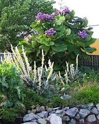 Image result for Wigandia urens