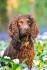 Cocker Spaniel Puppies For Sale - Cocker Spaniel Breed ...