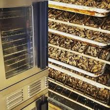 I Farm Crickets The Future Of Human Food 7 Insane Truths Cracked Com Cricket Farming Farm Edible Insects