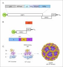 Check spelling or type a new query. Norovirus Molecular Epidemiology Viral Culture Immunity And Vaccines Sciencedirect
