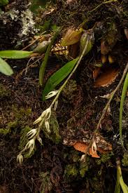 Image result for Bulbophyllum josephi