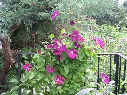 When should clematis be pruned? How To Grow Clematis Vine Growing And Caring For Clematis