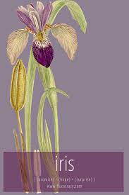 Iris Flower Meaning Iris Flowers Beautiful Flower Arrangements Flowers