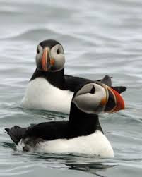 Puffinler Denizde Puffins Bird Pet Birds Puffin