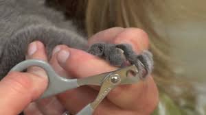 how to trim your cat s nails you