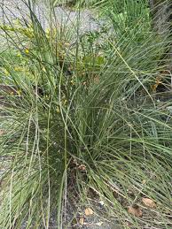 Image result for Nolletia arenosa