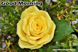 We did not find results for: Good Morning Images With Flowers Good Morning Wishes