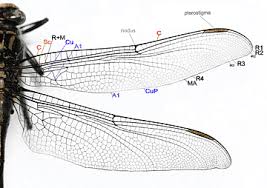 In this section, find a large selection of coloring pages dragonfly. Dragonfly Insect Wing Damselfly Drawing Dragonfly Insects Anatomy Wing Png Pngwing
