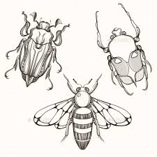 Hand Drawn Engraving Sketch Of Scarab Beetle Beetle Tattoo Bugs Drawing Insect Art