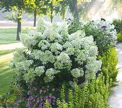 Hydrangea Paniculata Bobo Hydrangea Landscaping Hydrangea Garden Bobo Hydrangea